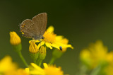 D4S_2912F bruine eikenpage (Satyrium ilicis, Ilex Hairstreak).jpg