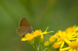 D4S_2926F bruine eikenpage (Satyrium ilicis, Ilex Hairstreak).jpg