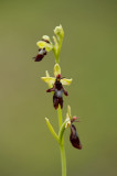 D4S_2363F vliegenorchis (Ophrys insectifera, Fly orchid).jpg