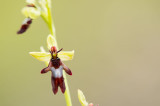 D4S_2457F vliegenorchis (Ophrys insectifera, Fly orchid).jpg