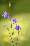 D4S_2430F wilde akelei (Aquilegia vulgaris, European columbine).jpg