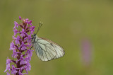 D4S_2491F groot geaderd witje (Aporia crataegi, Large veined white) op muggenorchis (Gymnadenia).jpg