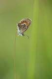 D4S_3633F heideblauwtje (Plebejus argus, Silver-studded blue).jpg