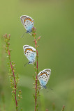 D4S_3579F heideblauwtje (Plebejus argus, Silver-studded blue).jpg