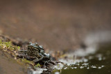 D4S_4492F meerkikker (Pelophylax ridibundus, Marsh frog).jpg