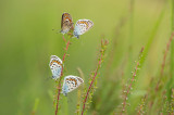 D4S_3724F heideblauwtje (Plebejus argus, Silver-studded blue).jpg