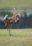 D4S_8343F Canadese kraanvogel (Grus canadensis, Sandhill crane).jpg