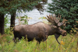 D4S_8387F eland (Alces alces, Moose).jpg