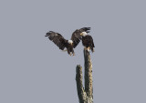 D4S_8171F Amerikaanse zeearend (Haliaeetus leucocephalus, Bald Eagle).jpg