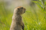 D4S_5693F arctische grondeekhoorn (Spermophilus parryii, Arctic ground syuirrel).jpg