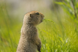 D4S_5693F arctische grondeekhoorn (Spermophilus parryii, Arctic ground squirrel).jpg