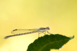 D4S_8587F bruine winterjuffer (Sympecma fusca, Common winter damselfly).jpg