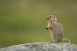 D4S_6648F arctische grondeekhoorn (Spermophilus parryii, Arctic ground squirrel).jpg