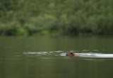 D4S_6028F bever (Castor fiber, Beaver).jpg