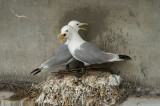 D4S_6678F drieteenmeeuw (Rissa tridactyla, Black-legged Kittiwake).jpg