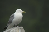 D4S_6693F drieteenmeeuw (Rissa tridactyla, Black-legged Kittiwake).jpg