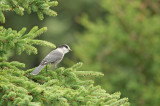 D4S_8064F Canadese taigagaai (Perisoreus canadensis, Gray jay).jpg