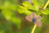 D4S_0728F  klein tijgerblauwtje (Leptotes pirithous, Langs Short-tailed Blue).jpg