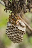 D4S_0474F Franse veldwesp (Polistes dominula, European paper wasp).jpg