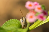 D4S_0071F sprinkhaan (Eyprepocnemis plorans, White-banded grasshopper).jpg