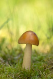 D4S_1409F roodbruine slanke amaniet (Amanita fulva, Tawny grisette).jpg