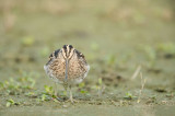 D4S_2002F watersnip (Gallinago gallinago, Common Snipe).jpg