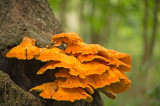 D4S_1118F zwavelzwam (Laetiporus sulphureus, Crab-of-the-woods).jpg