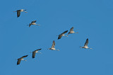 D4S_3139F kraanvogel (Grus grus, Common crane).jpg
