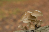 D4S_3970F porseleinzwam (Oudemansiella mucida, Porcelain Fungus).jpg