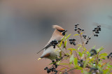 D4S_5747F pestvogel (Bombycilla garrulus, Bohemian Waxwing).jpg