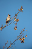 D4S_5982F-pestvogel-(Bombycilla-garrulus,-Bohemian-Waxwing).jpg