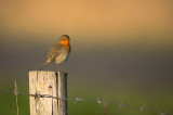 D4S_7228F roodborst (Erithacus rubecula, Robin).jpg