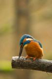 D4S_4504F ijsvogel (Alcedo atthis, Kingfisher).jpg