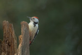 D4S_8914F middelste bonte specht (Dendrocopos medius, Middle Spotted Woodpecker).jpg