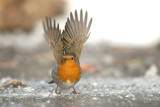 D4S_9983G roodborst (Erithacus rubecula, Robin).jpg