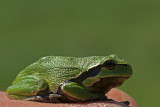 DSC00994F boomkikker (Hyla arborea, European Treefrog).jpg