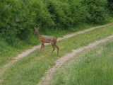 DSC01748F ree (Capreolus capreolus, Roe).jpg