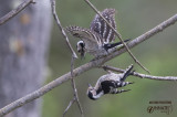 Picchio rosso minore-Lessar Spotted Woodpecker (Dendrocopos minor)