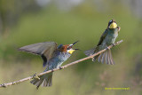 European Bee-Eater (Merops apiaster) Cava di Brusaschetto Piedmont