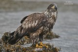 juvenile eagle with salmon head