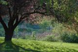 Monet in Jericho park