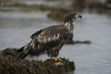 juvenile bald eagle