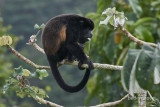 Howler monkey in Cecropia