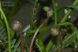 deer fern shoots emerging