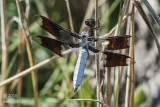Plathemis lydia - Common Whitetail (male) dragonfly
