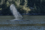 humpbacks idling near shore