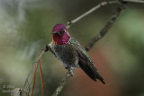 Annas Hummingbird ..2
