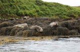 Seals by  Dunvegan