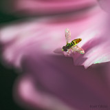 Bee little2net.jpg