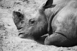 Rhino in Dirt